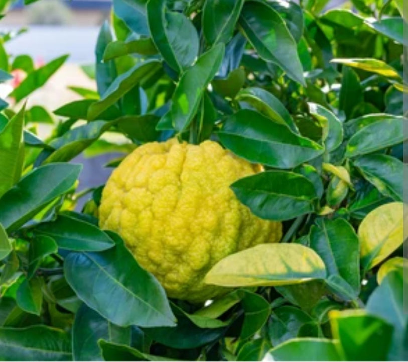 Yuzu Kosho - Agrumarmè - 265g