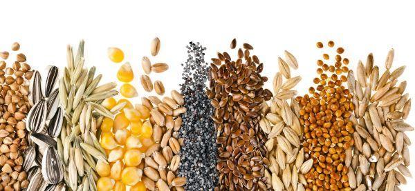 Non solo Pasta - Sintesi di Cereali